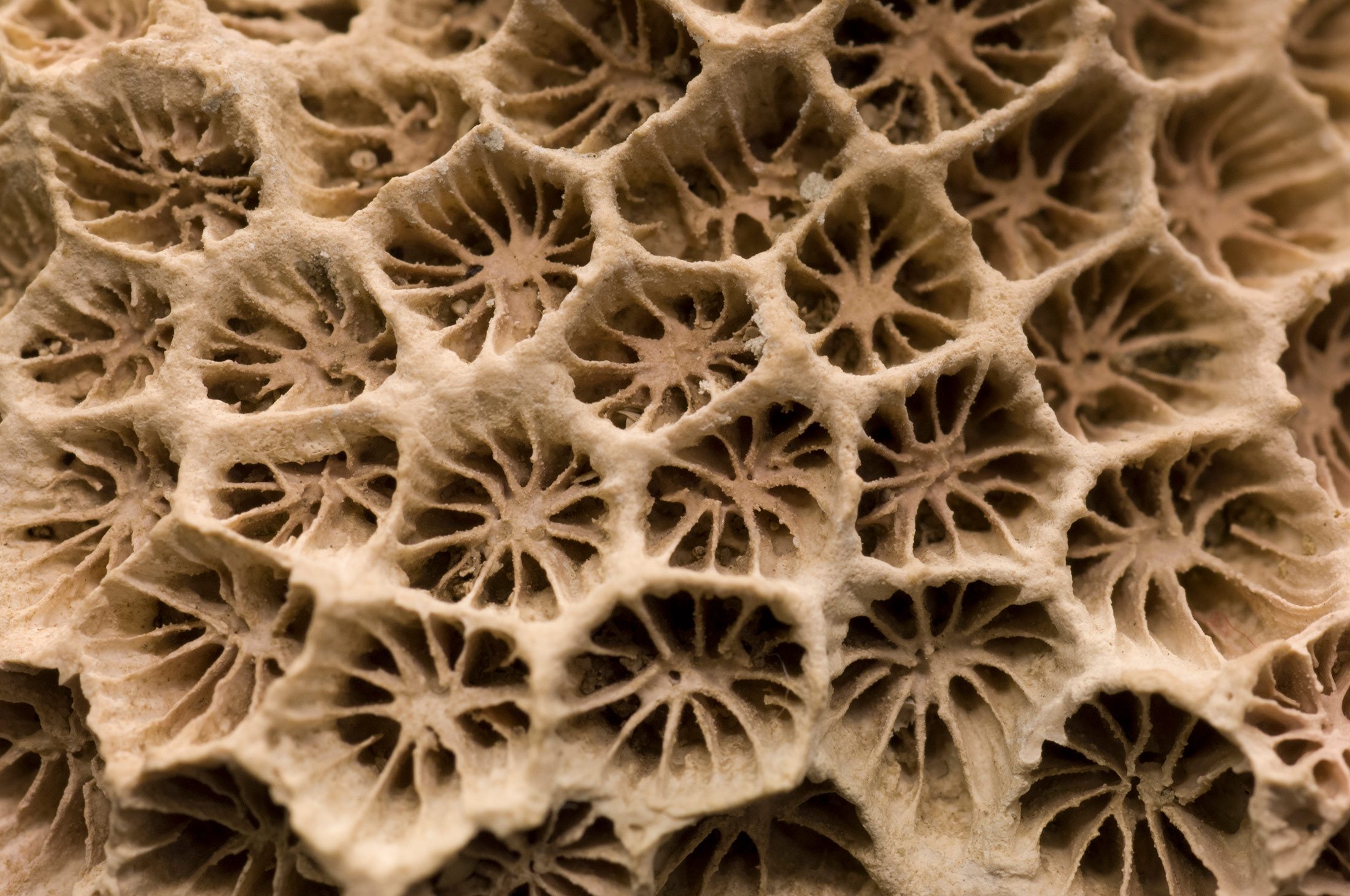 🗿 쓰나미 거대 암석(쓰나미 우후이시) 이미지 4